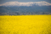 会津の田園風景