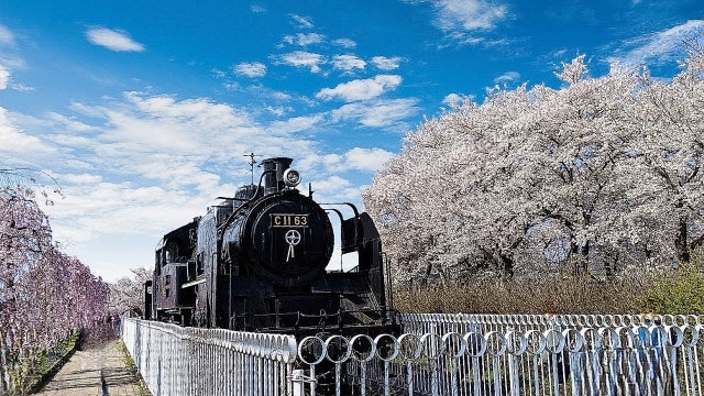 のほほん喜多方。春爛漫の桜巡り ―酒と桜と蔵めぐり―